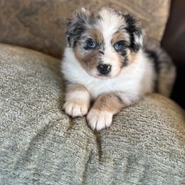 Blue Bell - Blue merle female Australian Shepherd puppy in Creston, California from Copper Sky Aussies of the Cental Coast