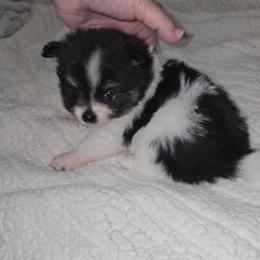 Gary - Black parti male Pomeranian puppy in Angleton, Texas from Pomeranian Palace, LLC