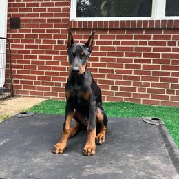 Doberman Pinscher Puppies from JM Dobermans
