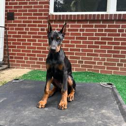 Doberman Pinscher Puppies from JM Dobermans