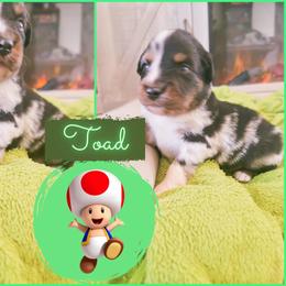 Miniature Australian Shepherd Puppies from Wonderland Aussies