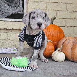Jason Voorhees - Great Dane puppy from Stark Danes