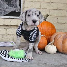 Jason Voorhees - Great Dane puppy from Stark Danes