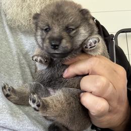 Ahsoka - Red female Shiba Inu puppy in Greer, South Carolina from Crescent Moon Shibas