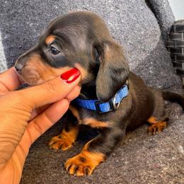 Dash-Blue boy - Black and tan male Dachshund puppy in North Auburn, California from Northern Doxie
