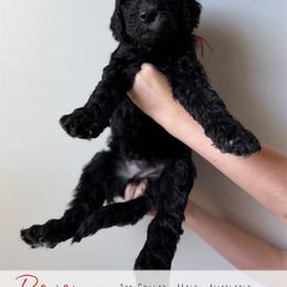 Red Boy - Black male Goldendoodle puppy in Carthage, Tennessee from Willows Doodles