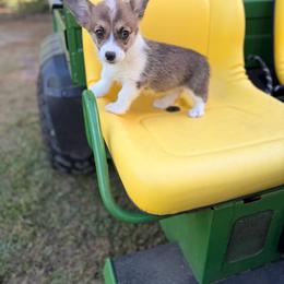 Melody - Red female Pembroke Welsh Corgi puppy in Snellville, Georgia from Laur's Classic Corgis