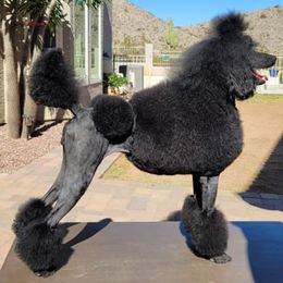Poodles from Desert Diamond Poodles