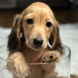 Boy 2 - Cream Dachshund puppy in Murfreesboro, Tennessee from Kimbrie's Dream Cream Doxies