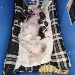 Shih Tzu Puppies from Southern Oklahoma Shih Tzus