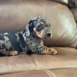 Dachshund Puppies from Benji’s Babies