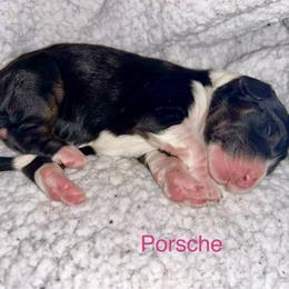 Porsche - Tri-color female Bernedoodle puppy in Ankeny, Iowa from Bernedoodlesbest