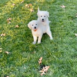 Golden Retriever Puppies from Lakeshore Goldens FXBG