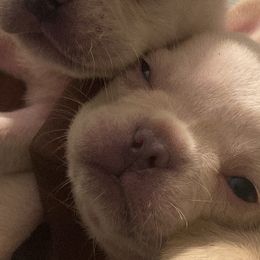 French Bulldogs from Barters kennel