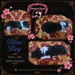 Blue Boy - male Sporty Mix puppy in Algona, Iowa from Ebonheart Kennel