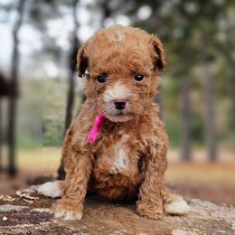 Ballet - Red  female Goldendoodle puppy in Pittsburg, Texas from Grace Springs Goldendoodles