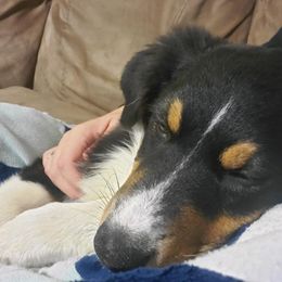 Australian Shepherd Puppies from CassLee Australian Shepherds