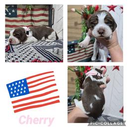 Girl 4 Cherry - Liver white and tan female English Springer Spaniel puppy in Saginaw, Michigan from Kemerer Springers