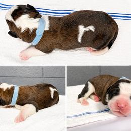 Male 1 - Red and white male Saint Bernard puppy in Albany, Georgia from Magnolia Saint Bernards