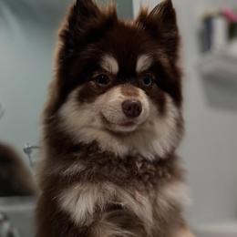 KODA - Pomsky