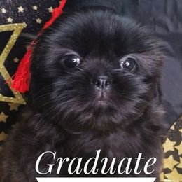 Yang - Brindle female Shih Tzu puppy in Peoria, Arizona from Loyal Shih Tzu