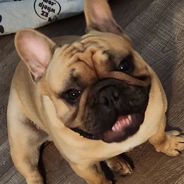 Luke - French Bulldog