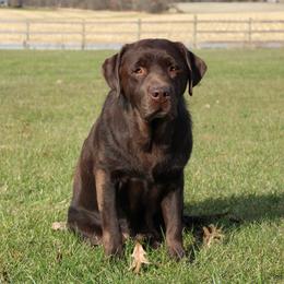 Charm - Labrador Retriever