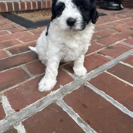 Purple Collar Girl - Black female Australian Labradoodle puppy in Hagerstown, Maryland from Westfields Labradoodles