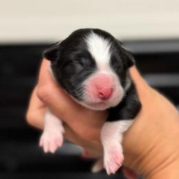Savage - Black and white female Border Collie puppy in Kalispell, Montana from North Fork Border Collies
