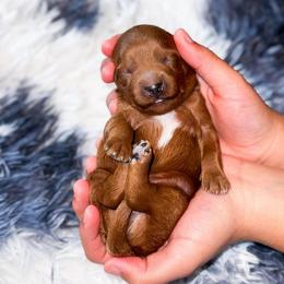 Michael - Red  male Goldendoodle puppy in Kissimmee, Florida from Poodle Doodle Kennels