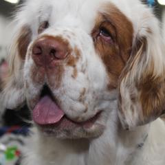 Clumber Spaniel All Grown Up from Tricklecreek Clumber Spaniels