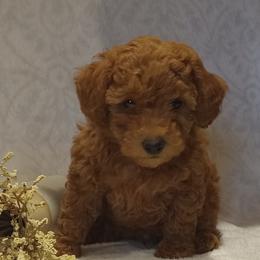 Hans - Apricot male Poodle puppy in Milford, Indiana from Olde Heritage K-9