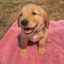 Mrs Potato- Purple collar - Golden female Golden Retriever puppy in Tenino, Washington from Oak River Goldens'