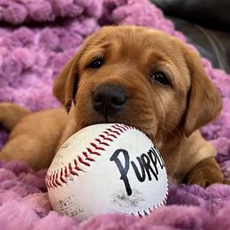 Labrador Retriever Puppies from SR Kennels