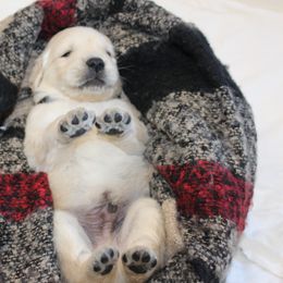 Golden Retriever Puppies from The Golden Garden
