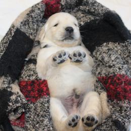 Golden Retriever Puppies from The Golden Garden