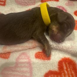 Yellow boy - Chocolate and tan male Dachshund puppy in Frederick, Colorado from Get Low Mini Dachshunds