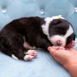 Onyx - Black and white male Border Collie puppy in Conway, Missouri from 2J 2K Border Collies | Maremma Sheepdogs