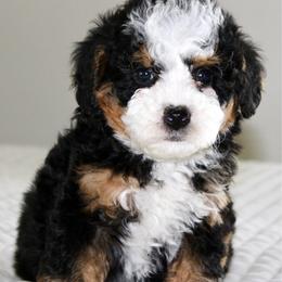 Sophie - Tri-color female Bernedoodle puppy in Apple Creek, Ohio from Cuddle Paws