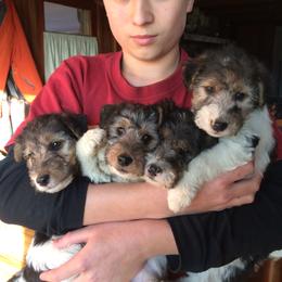 Wire Fox Terrier Puppies from Lyndon Meadow Farm
