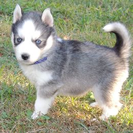 Pomsky and Siberian Husky Puppies from Beastly Beauties Huskies & Pomskies
