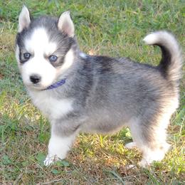 Pomsky and Siberian Husky Puppies from Beastly Beauties Huskies & Pomskies