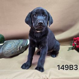 Boy 3 - Black male Labrador Retriever puppy in Potosi, Wisconsin from Point and Flush Gun Dogs