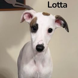 Lotta - White and red brindle female Whippet puppy in Brooksville, Florida from Phasion Whippets Kimberly & Paul Norton Sr.
