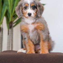 Gypsy - Blue merle female Bernedoodle puppy in Dundee, Ohio from Down Home Doodle