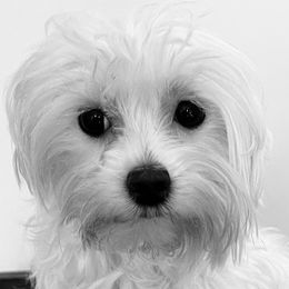 Peanut - Maltese