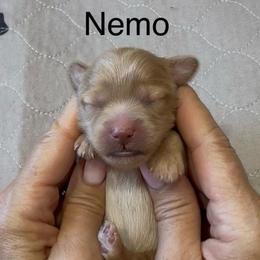Nemo blue collar - Cream male Whoodle puppy in Pima, Arizona from Schmidt's K9s