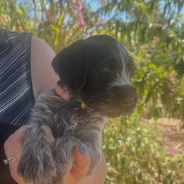 Girl - Liver and white female German Wirehaired Pointer puppy in Oregon City, Oregon from German Wirehaired Versatility Dogs