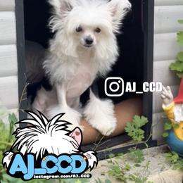 Loki - White and black male Chinese Crested puppy in San Francisco, California from Aj_CCD