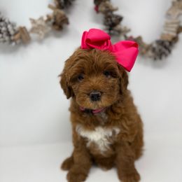 Pink - Red  female Goldendoodle puppy in Krum, Texas from Heartfelt GoldenDoodles